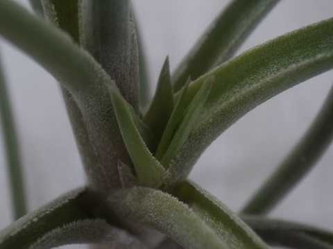 Tillandsia aeranthos var. aemula
