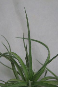 �e�B�����W�A �A�G�����g�X �ώ� �A���o