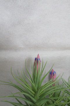 Tillandsia aeranthos