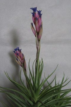 Tillandsia aeranthos