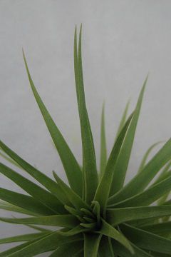 Tillandsia aeranthos