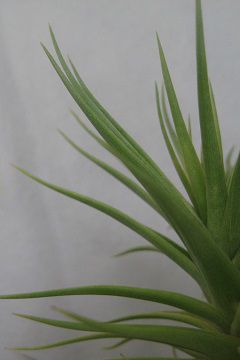 Tillandsia aeranthos