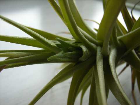 Tillandsia aeranthos