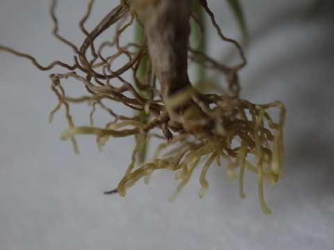 eBWA AGgX