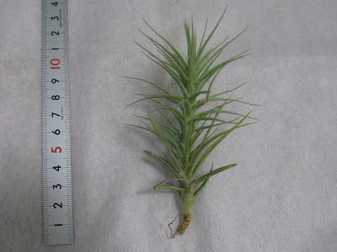 Tillandsia aeranthos Slender form