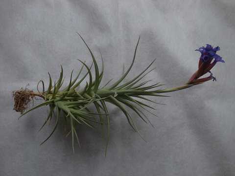 Tillandsia aeranthos Slender form