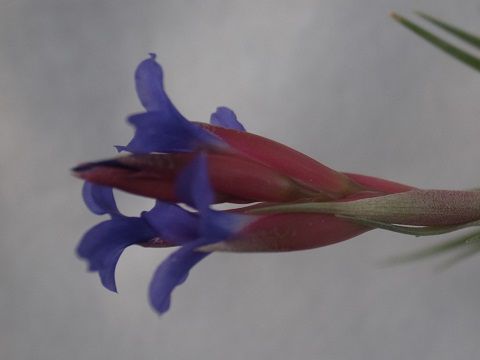 Tillandsia aeranthos Slender form