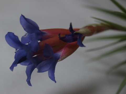 Tillandsia aeranthos Slender form