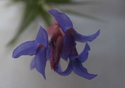 Tillandsia aeranthos Slender form