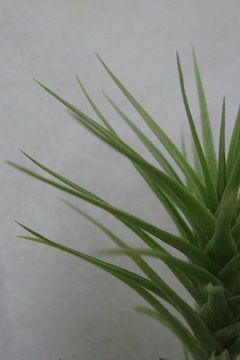 Tillandsia aeranthos