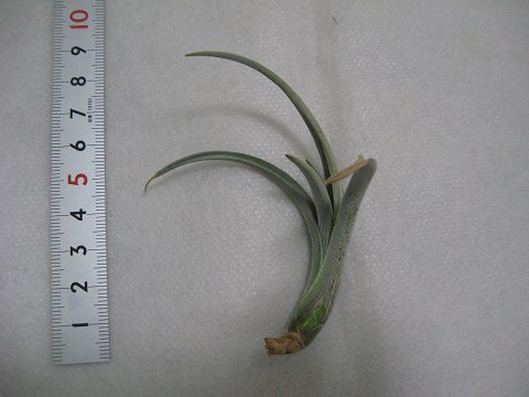 Tillandsia afonsoana