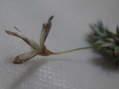 Tillandsia aizoides
