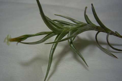 Tillandsia andicola
