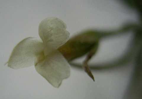 Tillandsia andicola