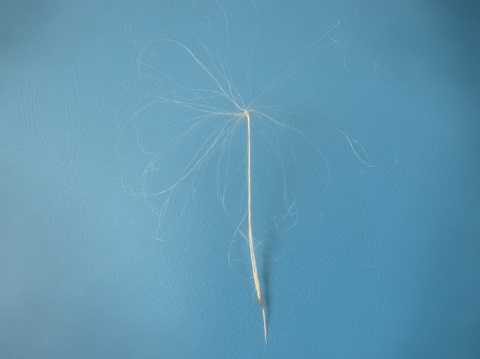 Tillandsia andreana