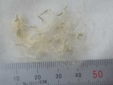 Tillandsia andreana
