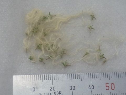 Tillandsia andreana