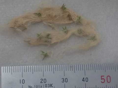 Tillandsia andreana