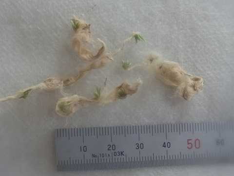 Tillandsia andreana