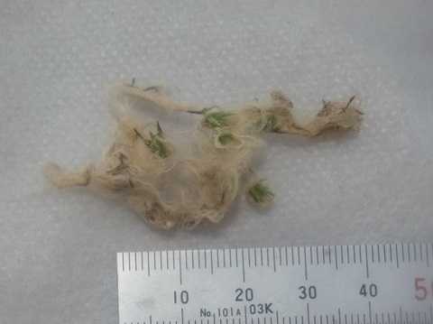 Tillandsia andreana