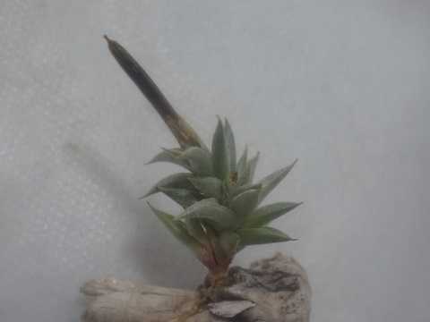 Tillandsia angulosa