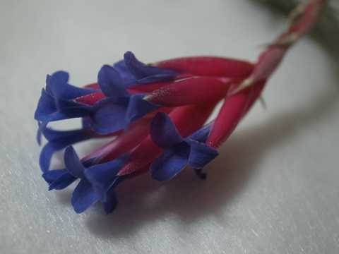 Tillandsia araujei 'Green Star'