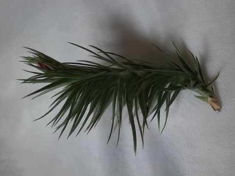 Tillandsia araujei 'Green Star'