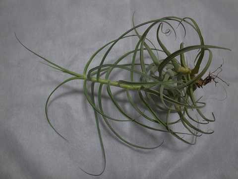 Tillandsia arhiza