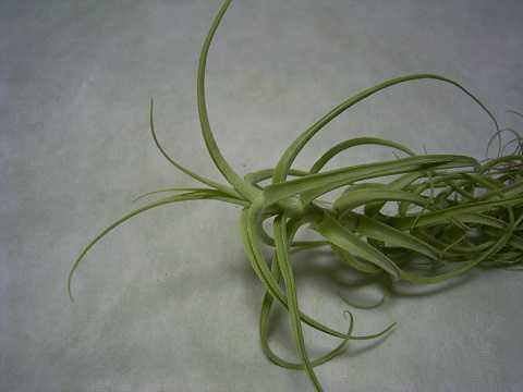 Tillandsia arhiza