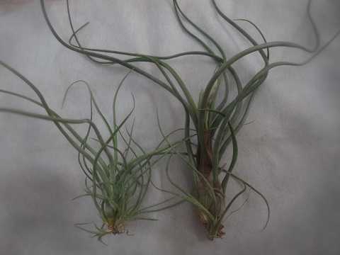 Tillandsia baileyi