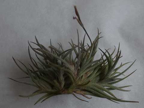 Tillandsia bandensis