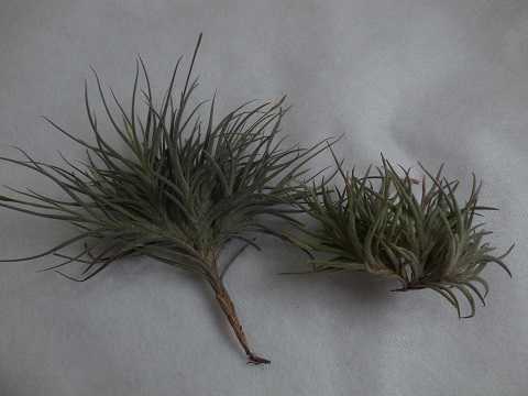 Tillandsia bandensis
