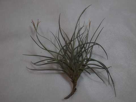 Tillandsia bandensis