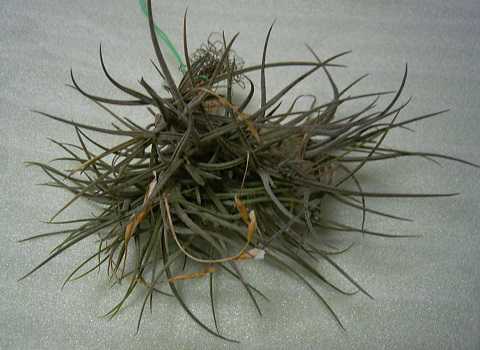 Tillandsia bandensis