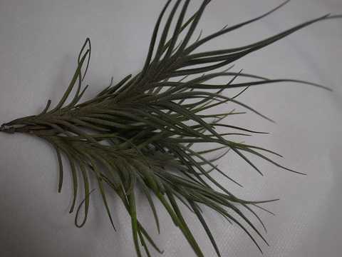 Tillandsia bandensis