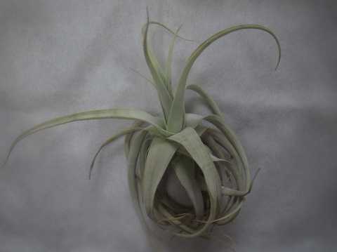 Tillandsia barfussii