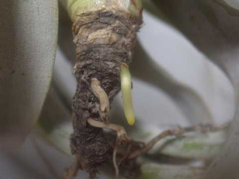 Tillandsia barfussii