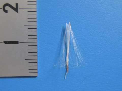 Tillandsia bartramii