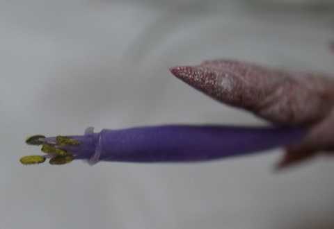 Tillandsia bartramii