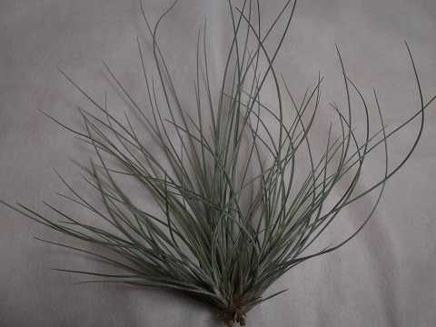 Tillandsia bartramii