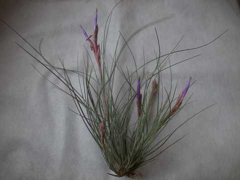 Tillandsia bartramii