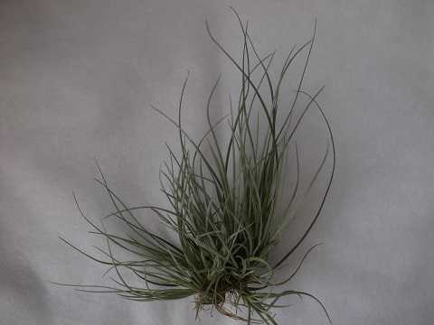 Tillandsia bartramii