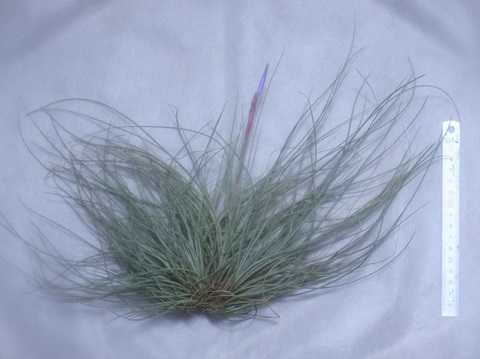 Tillandsia bartramii