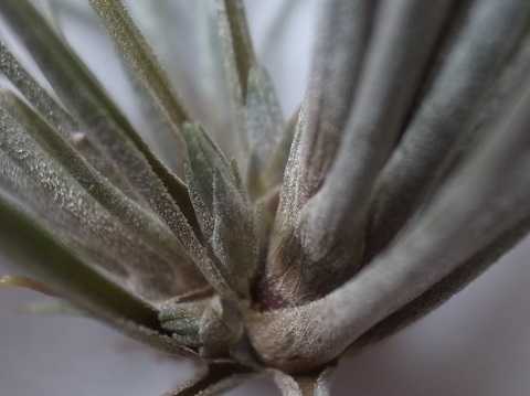 Tillandsia bartramii