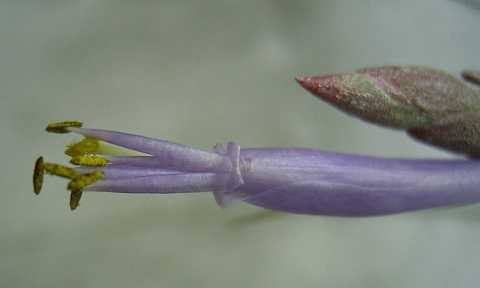 Tillandsia bartramii