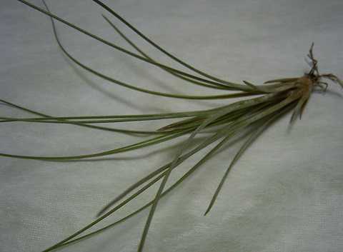 Tillandsia bartramii