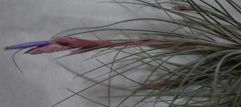 Tillandsia bartramii