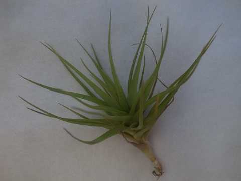 Tillandsia bella