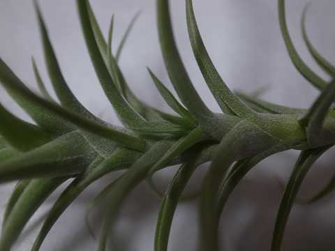 Tillandsia bergeri