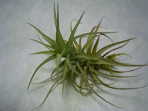 Tillandsia bergeri